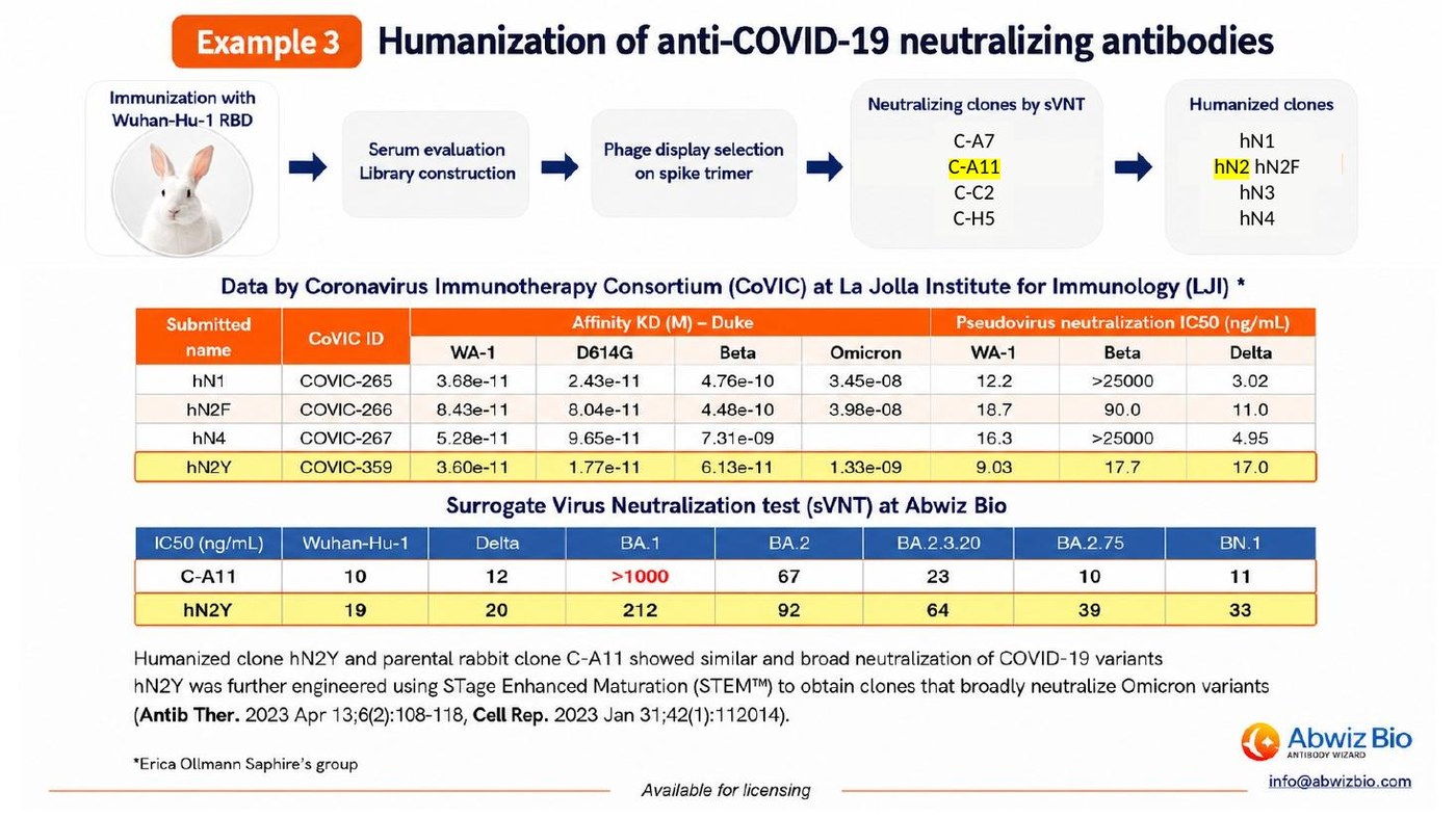 Humanization of anti-COVID-19 neutralizing antibodies showing CoVIC affinity and pseudovirus neutralization data and AbWiz Bio surrogate virus neutralization results for humanized clone hN2Y