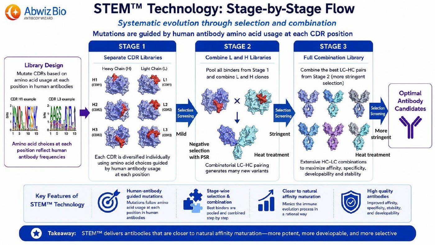 STEM technology stage-by-stage workflow showing separate CDR libraries in Stage 1, combined light and heavy chain libraries in Stage 2 and full combination library in Stage 3 with selection screening between stages