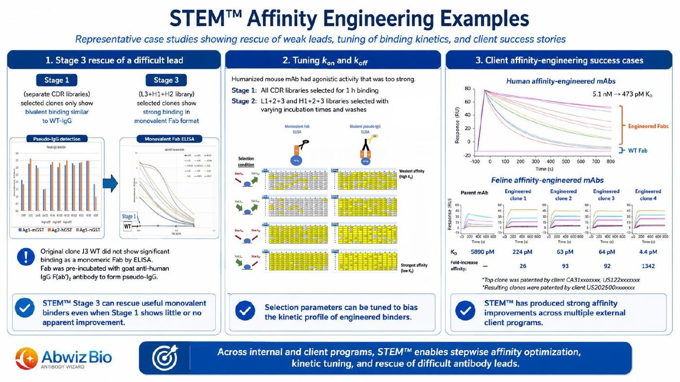 STEM affinity engineering examples showing Stage 3 rescue of a difficult lead, kinetic tuning of kon and koff, and client success cases with human and feline affinity-engineered monoclonal antibodies